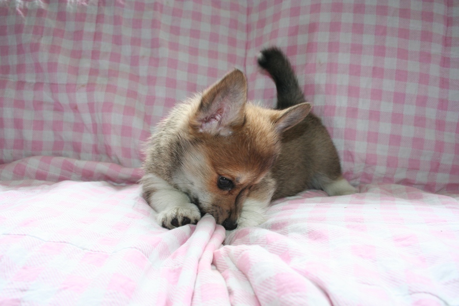 Puppies